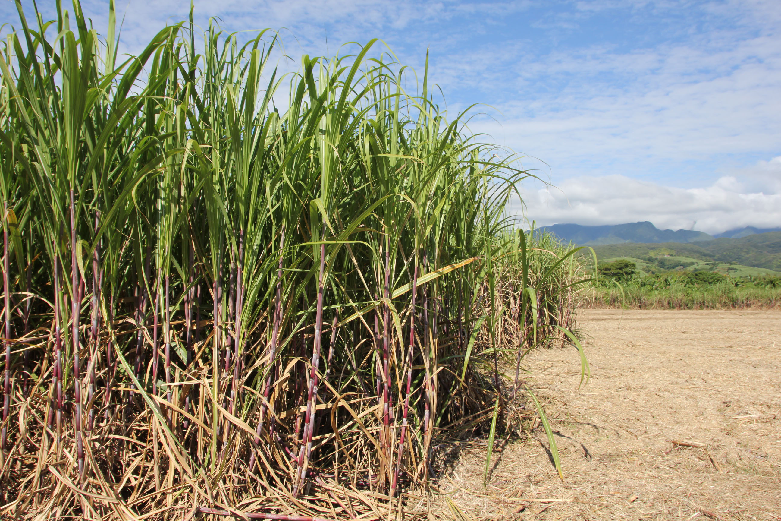 La canne à sucre - Chambre d'agriculture de La Réunion